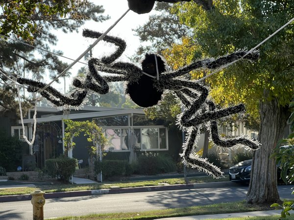 Comment les araignées régulent-elles les populations d'insectes dans les maisons ?